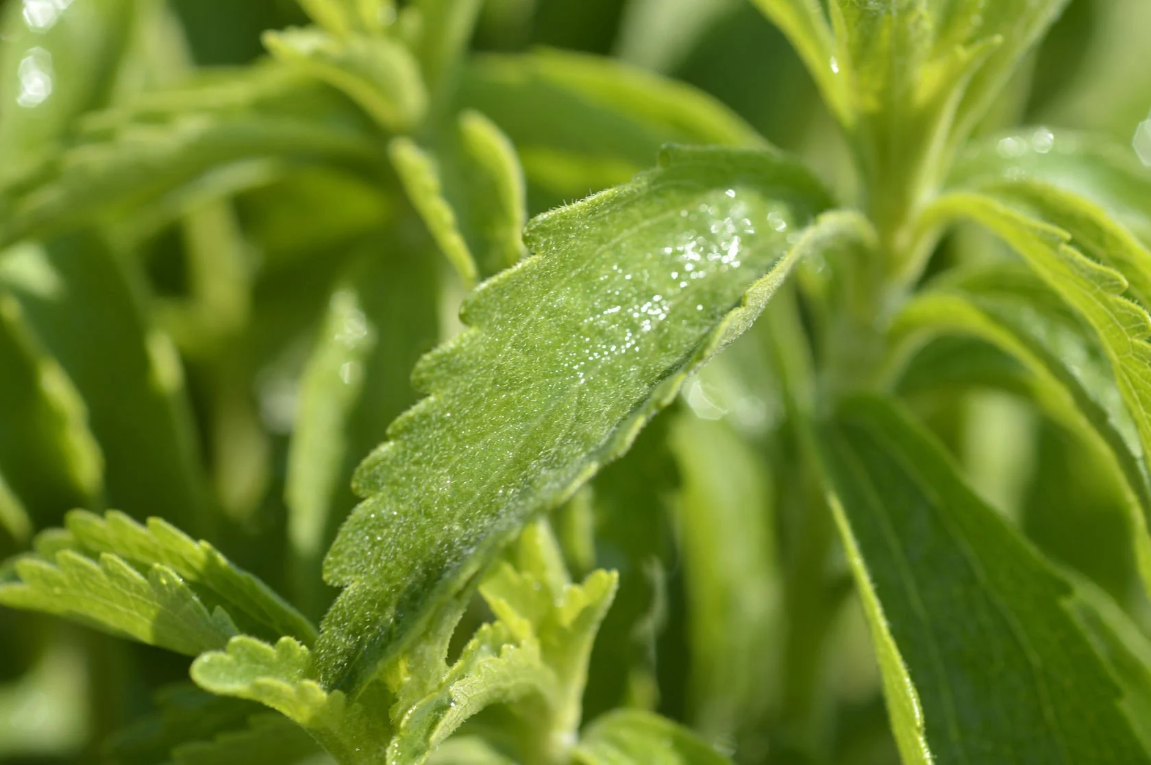 استویا و ترکیب آن با سایر روشهای لاغری